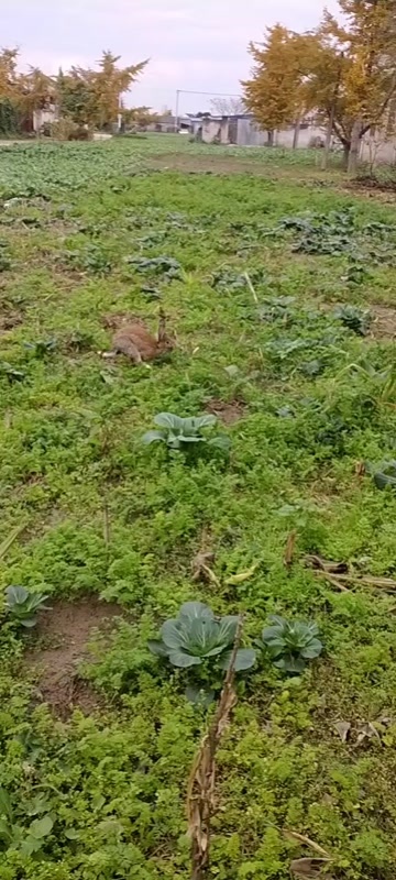 泰兴市几十亩地散养的兔子大小都有。欢迎采购。