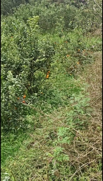 犍为县沃柑