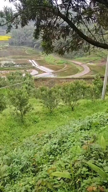 犍为县沃柑