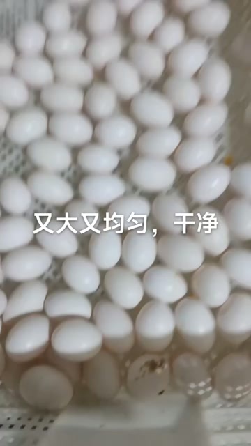 高唐县箱装鸽子蛋！新鲜鸽子蛋！每天供应一万枚以上
