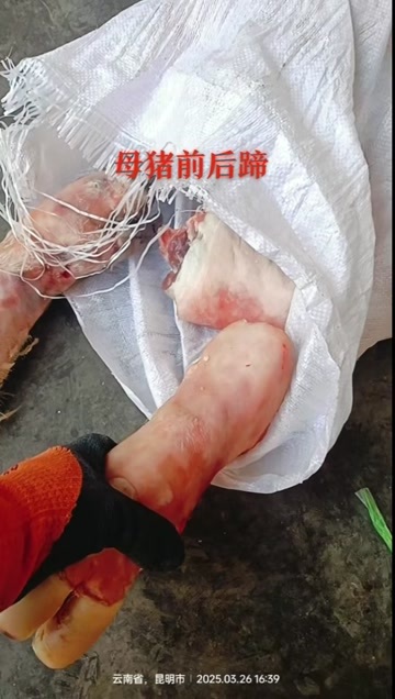 昆明母猪前后蹄