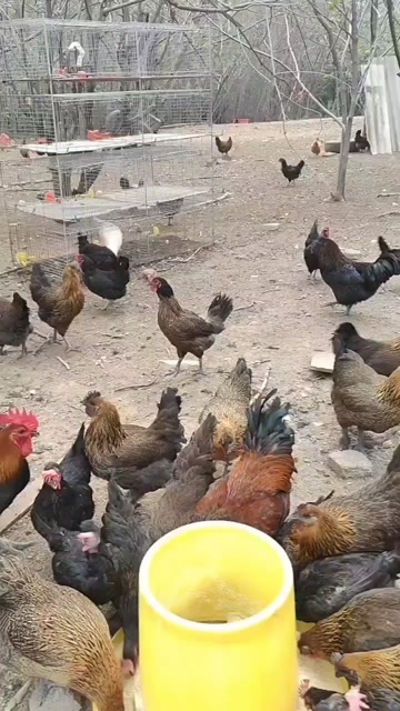 云南散养在山地上的土母鸡30元一斤，