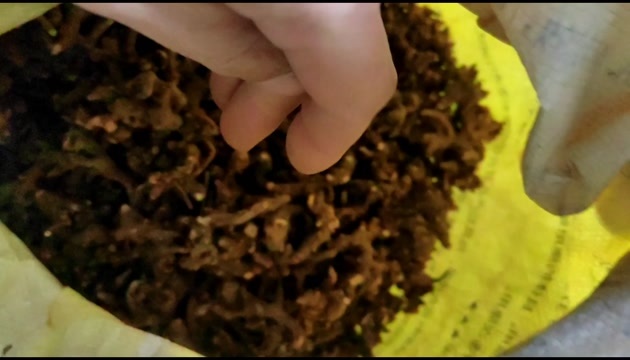 淫羊藿根，净货。