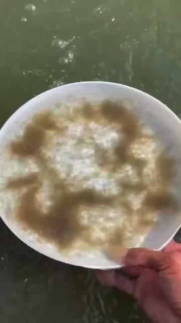 佛山麦鲮水花土鲮水花，淡水鱼苗水花