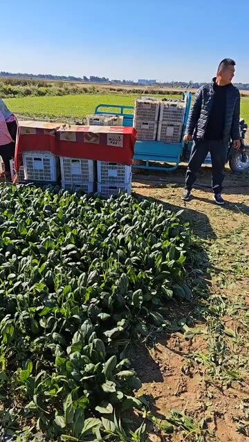 鄄城县大叶菠菜