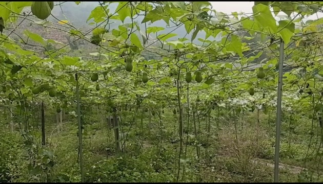 文山市云南佛手瓜