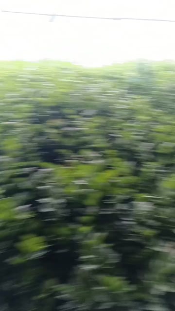银川宁夏银川新鲜西芹批发 产地直发叶菜类蔬菜供货