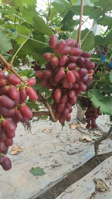 饶阳县大家好，我是来自河北省棚室设施葡萄基地的一名专业代办，