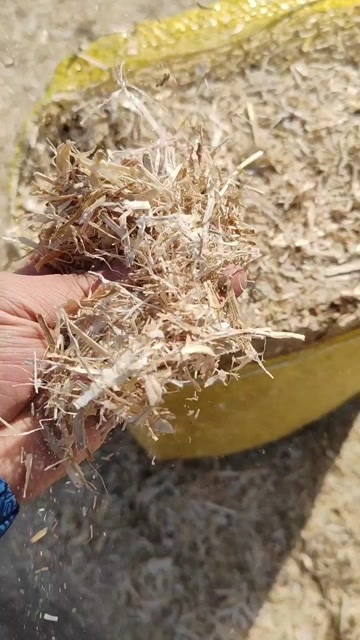 场地二次加工玉米秸秆柔丝草
