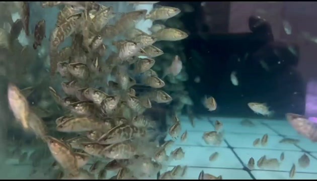 南宁鲈鱼苗加州鲈鱼苗