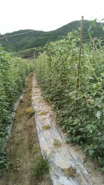 文山市出售云南豆角