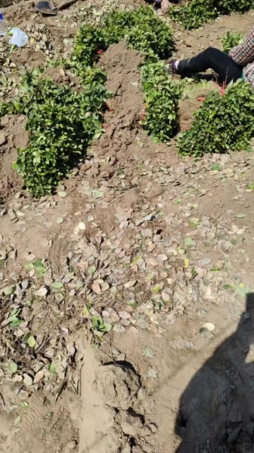 卫矛小苗扦插苗，床苗15--20公分