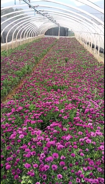 宜良县万寿菊