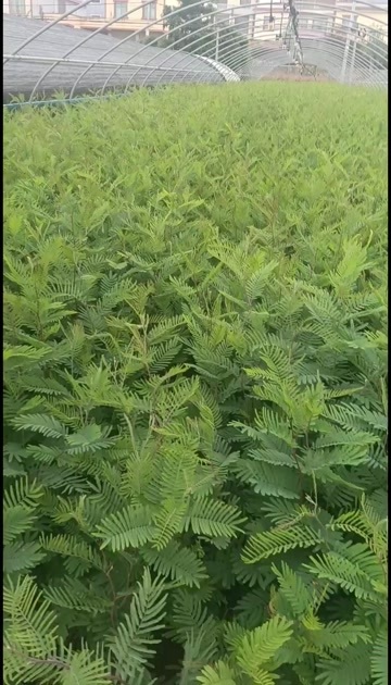 圣诞树