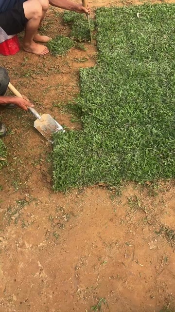 苍梧县大叶油草基地