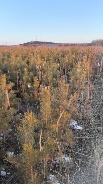 乌兰浩特樟子松