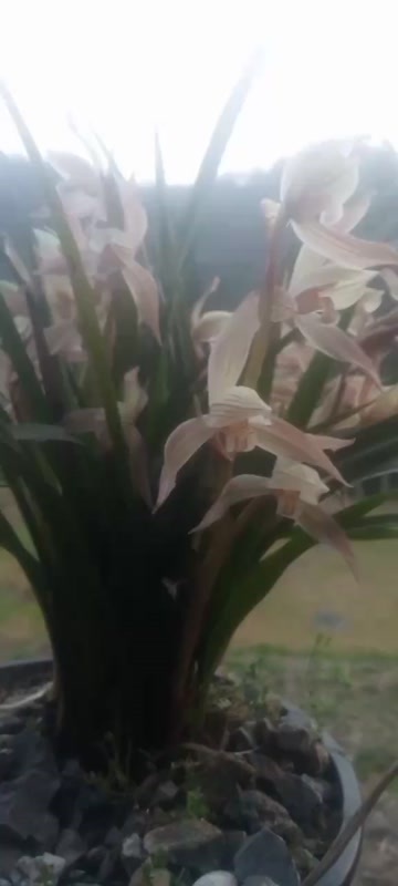 宣汉县兰花