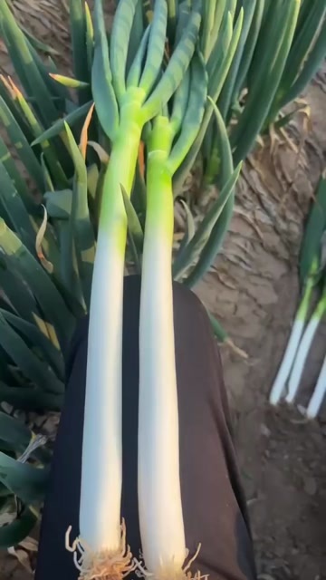 鸡泽县江苏启东铁杆大葱