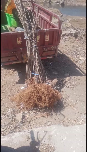 淄博碧玉猕猴桃苗原泰山1号