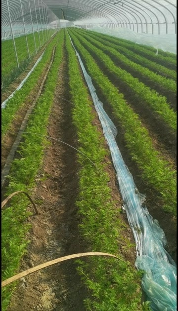 莱西市山东胡萝卜，水果萝卜，白萝产值基地，