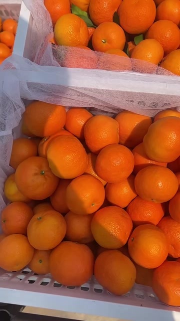鹤庆县云南沃柑