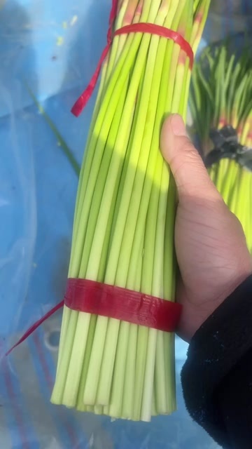 杞县河南杞县苏木蒜苔已上市，有需要的老板联系。