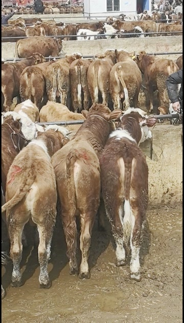 西门达尔小公牛，土黄牛，肉牛，架子牛，牛犊等。