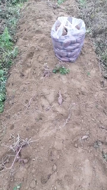 惠来县小花叶紫薯