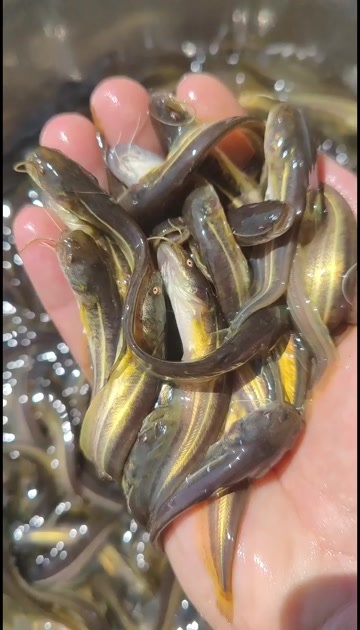 清远南方大口鲶鱼苗+杂食性鱼类+基地直供+全国包邮发货