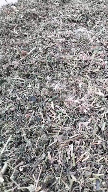 中江县龙葵