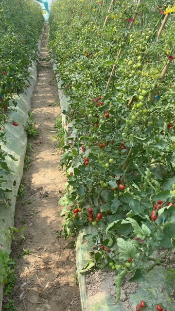 慈溪本地樱桃小番茄