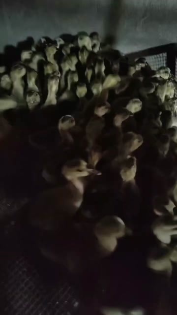 莆田花鹅，马岗鹅，脱温苗，出壳苗都有