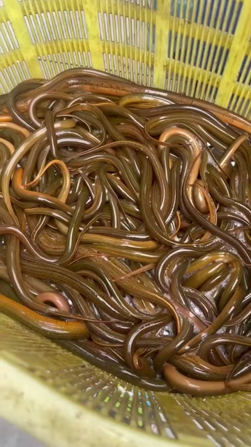 长沙黄鳝
