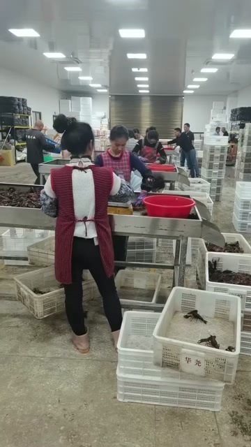 宜宾农户直销！小龙虾鲜活批发洪湖清水小龙虾活体潜江活的小龙虾活物
