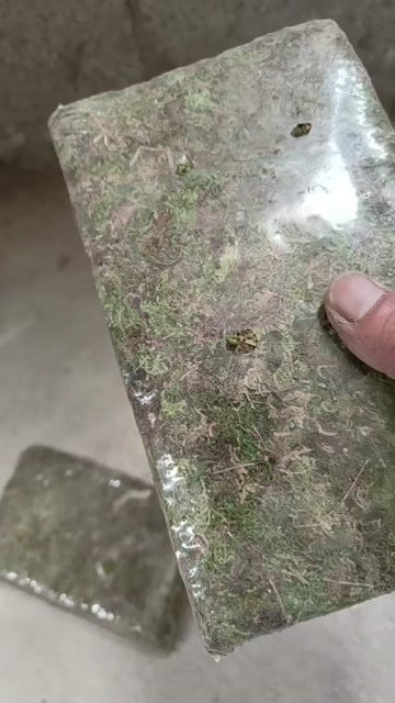 平塘县天眼青苔花卉，保湿质量保证