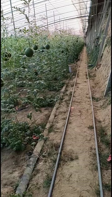德州西瓜