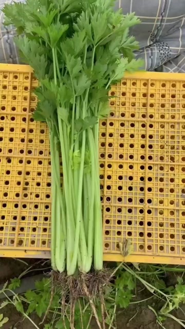 淮安大量有货，产地直销，