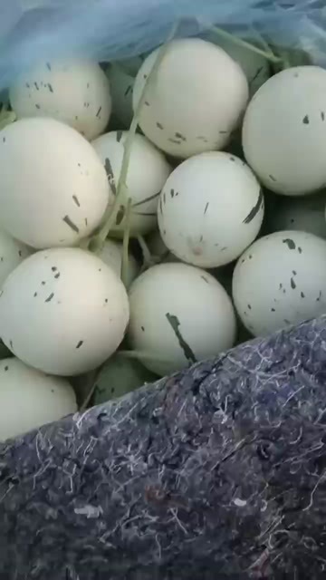 莘县梦露