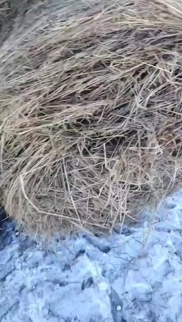 满洲里市《呼伦贝尔天然碱草｜高蛋白牧草·牛羊育肥专用｜400/吨起批