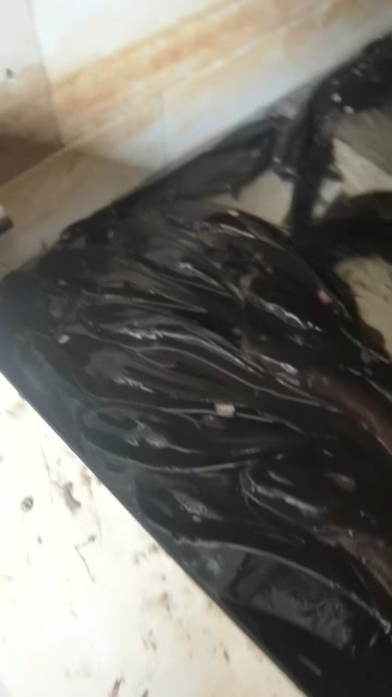 柳州塘角鱼