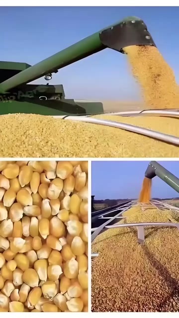 内蒙玉米、包头提货！随时转移物权现货30万吨！