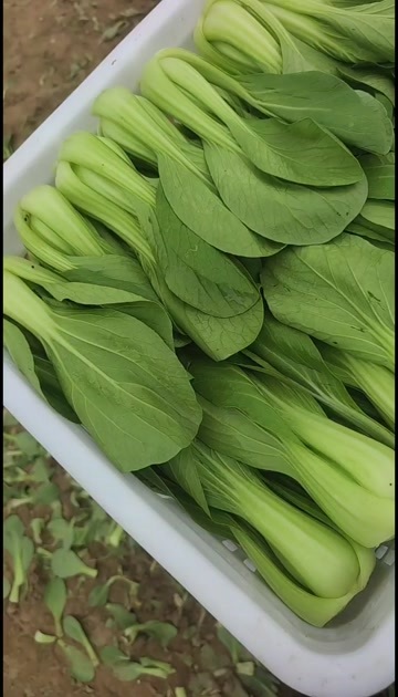 曹县上海青小白菜