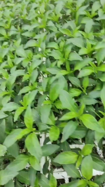糖用高粱