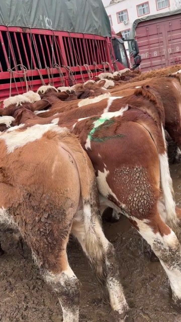 威宁县肉牛  精品西门塔尔牛
