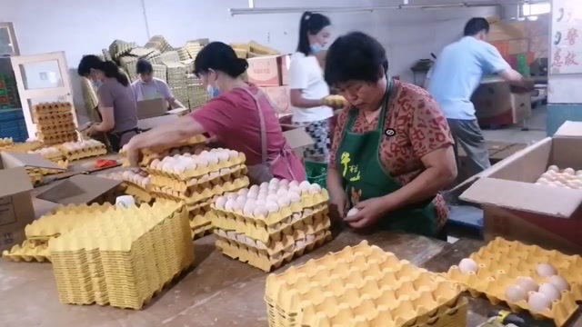 来自生态农场山林散养的溜达鸡鸡蛋