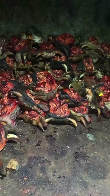 洛浦县牛头大量批发