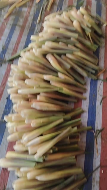 汕头新鲜茭白 当日采摘  高品质供货，精品及电商用货可持续供应！