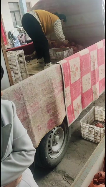 礼泉县酥梨
