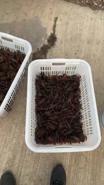 肥西县安徽稻田虾