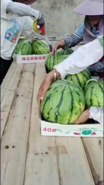 澧县西瓜